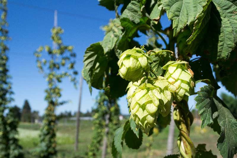 hops-ingredient-of-beer