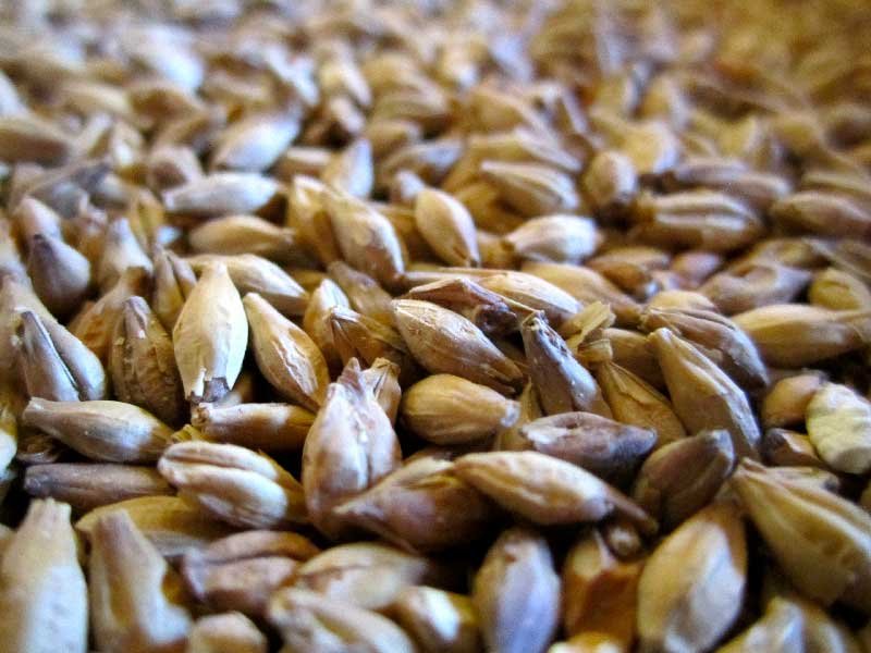Malt-ingredient